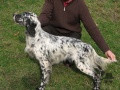 Setter Anglais BRESIL DE NIVE ADOUR Setter Anglais BRESIL DE NIVE ADOUR